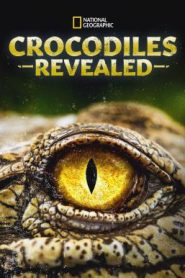 Crocodiles Revealed (2022) บรรยายไทย